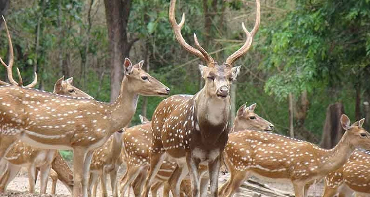 Ooty – Deer Park