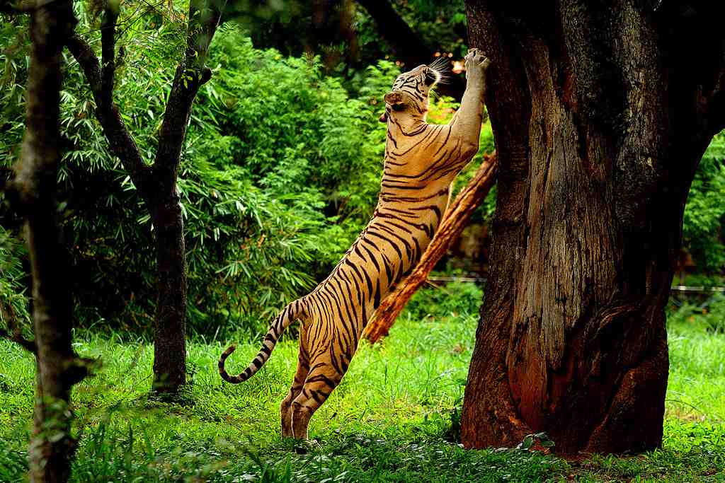 Wayanad.Mathunga.Sanctuary